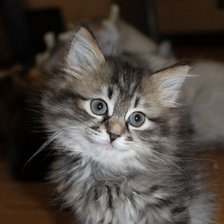 Схема вышивки «котик»