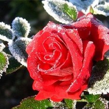 роза в мороз