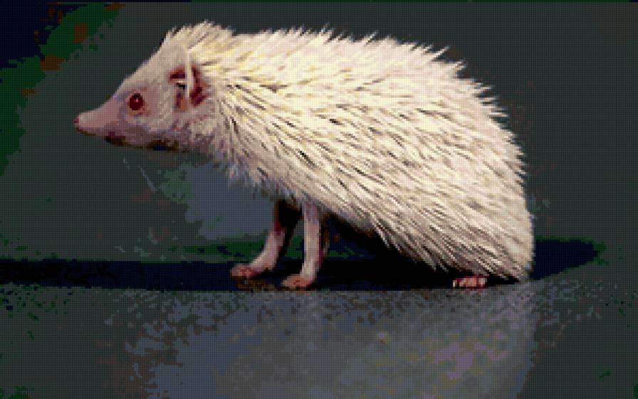 белый ежик - белый ежик - предпросмотр