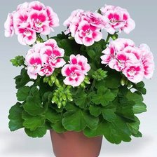 Схема вышивки «№226710»