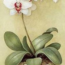 Схема вышивки «№226849»