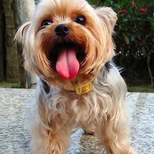 Схема вышивки «kutyus»