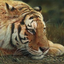 Схема вышивки «Tigris»