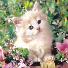 Схема вышивки «Кися»