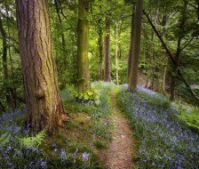 Схема вышивки «лес»