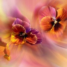 Схема вышивки «анютины глазки»