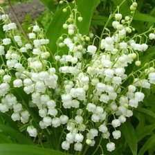 Схема вышивки «ландыши»