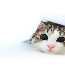 Схема вышивки «№227436»