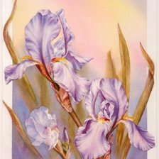 Схема вышивки «ирисы»