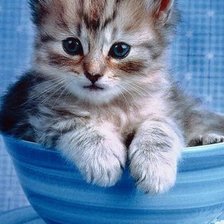 Схема вышивки «котик»