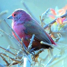 Схема вышивки «бирюза»