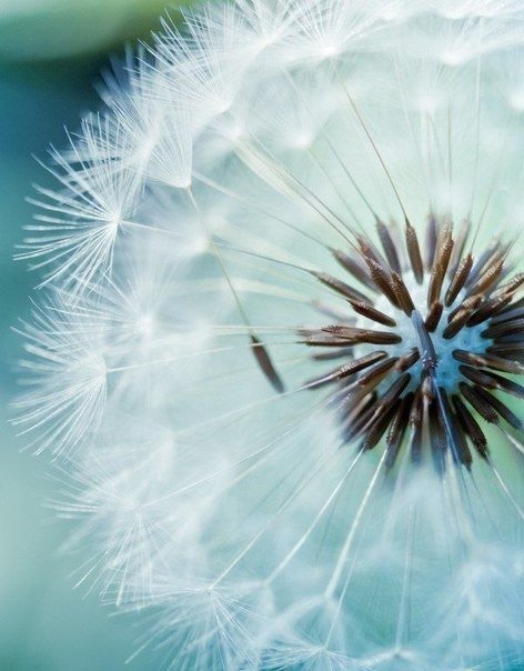 одуванчик - оригинал
