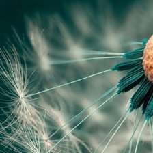 Схема вышивки «одуванчик 2»