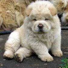 Схема вышивки «собачка»