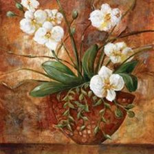 Белая орхидея