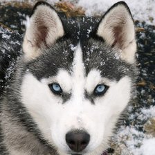 Схема вышивки «Хаски»