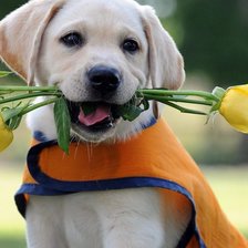 Схема вышивки «kutyus»