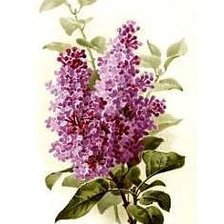 Схема вышивки «№227900»