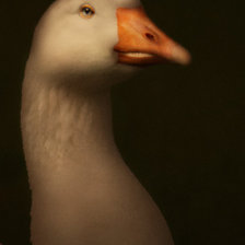 Схема вышивки «Гусь»