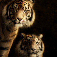 Схема вышивки «Тигры»