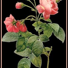 Схема вышивки «Роза»