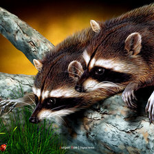 Схема вышивки «еноты»