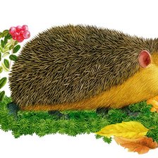 Схема вышивки «Ёжик»