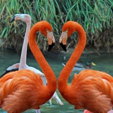красные фламинго