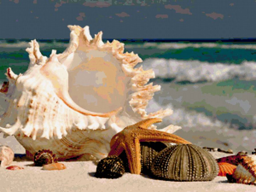 ракушки - море, берег - предпросмотр