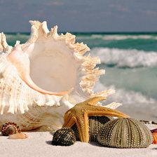 Схема вышивки «ракушки»