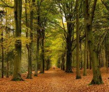 Схема вышивки «парк»