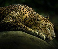 Схема вышивки «леопард»