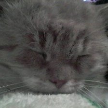 Схема вышивки «мой кот степан:)»