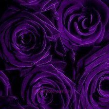 Схема вышивки «розы»