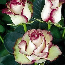 Схема вышивки «розы»