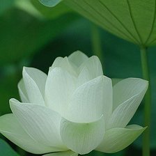 Схема вышивки «лотос»