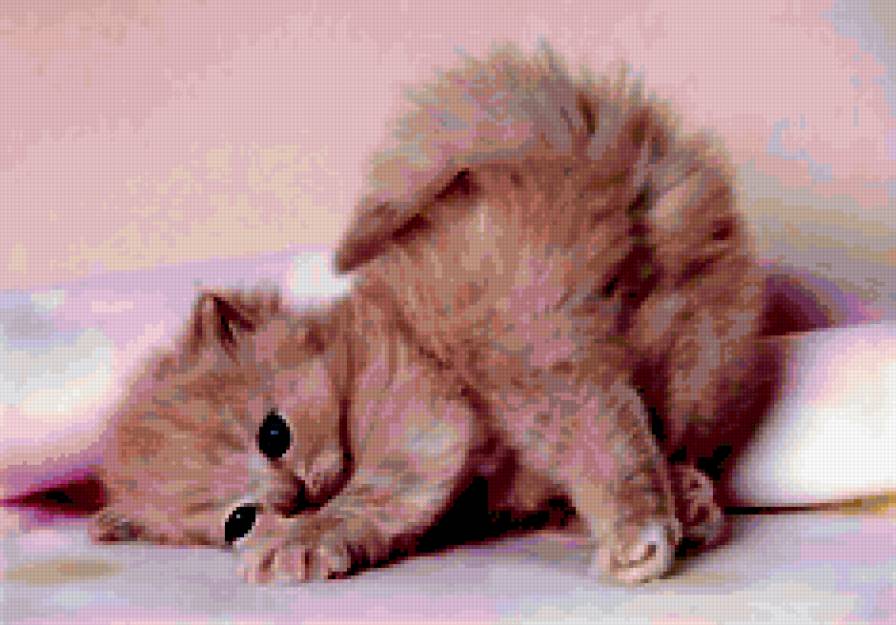 020 - животные, котята, кошки - предпросмотр