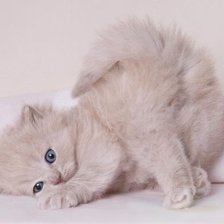 Схема вышивки «020»