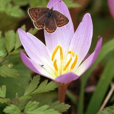 Схема вышивки «крокус»