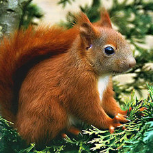 Схема вышивки «Белочка»