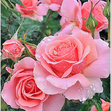 Схема вышивки «розы»