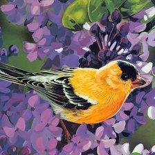 птичка-невеличка