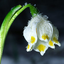 Подснежник