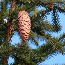 Схема вышивки «чудо»