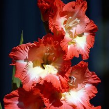 Схема вышивки «№228787»