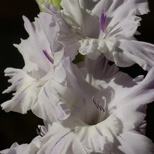 Схема вышивки «Белое чудо»