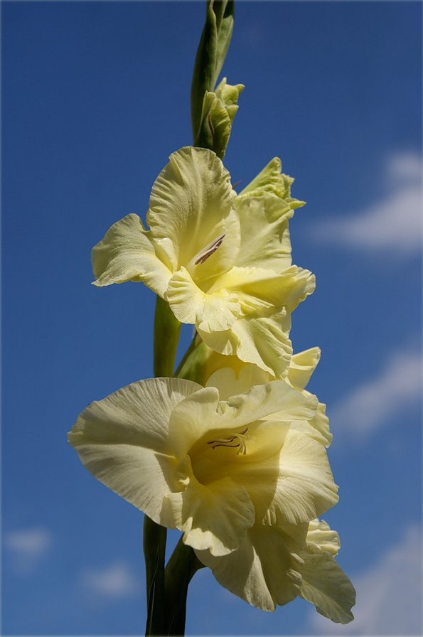 На фоне неба - цветы - оригинал