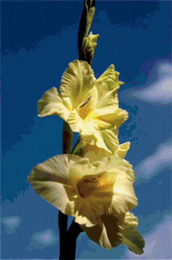 На фоне неба - цветы - предпросмотр