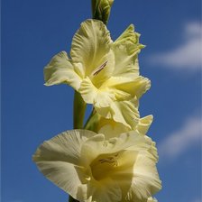 Схема вышивки «На фоне неба»