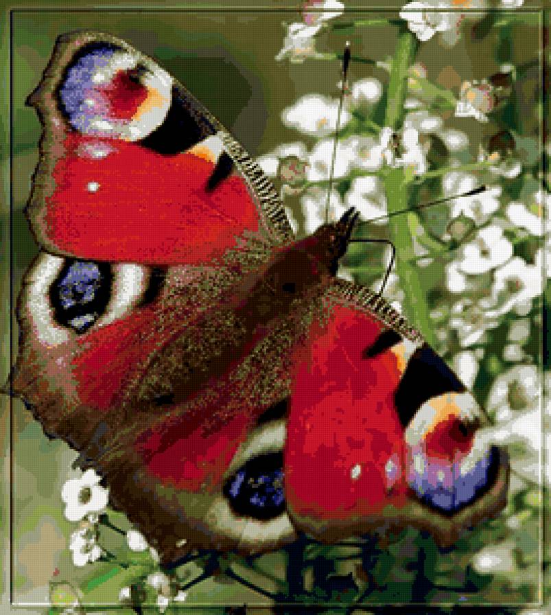 Дневной павлиний глаз - насекомые, животные, природа, бабочки - предпросмотр